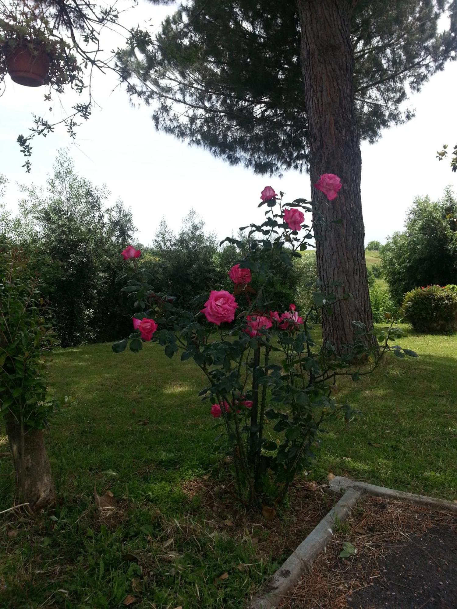La Finestra Sul Cortile Bed and Breakfast Pomezia Eksteriør billede